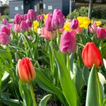 チューリップの花