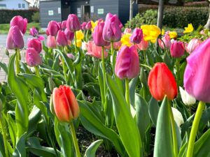 チューリップの花