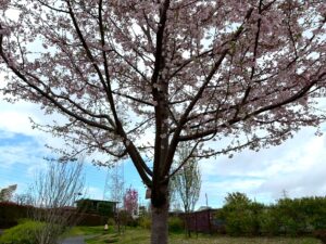 満開の桜