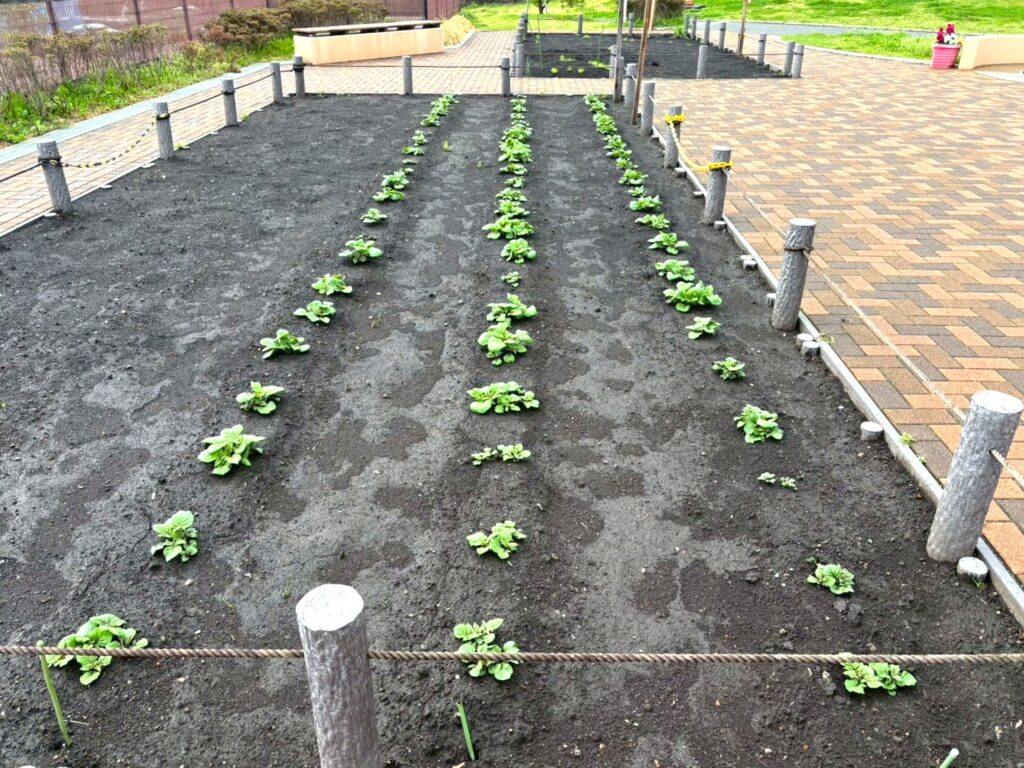 4月の協働農園のジャガイモ